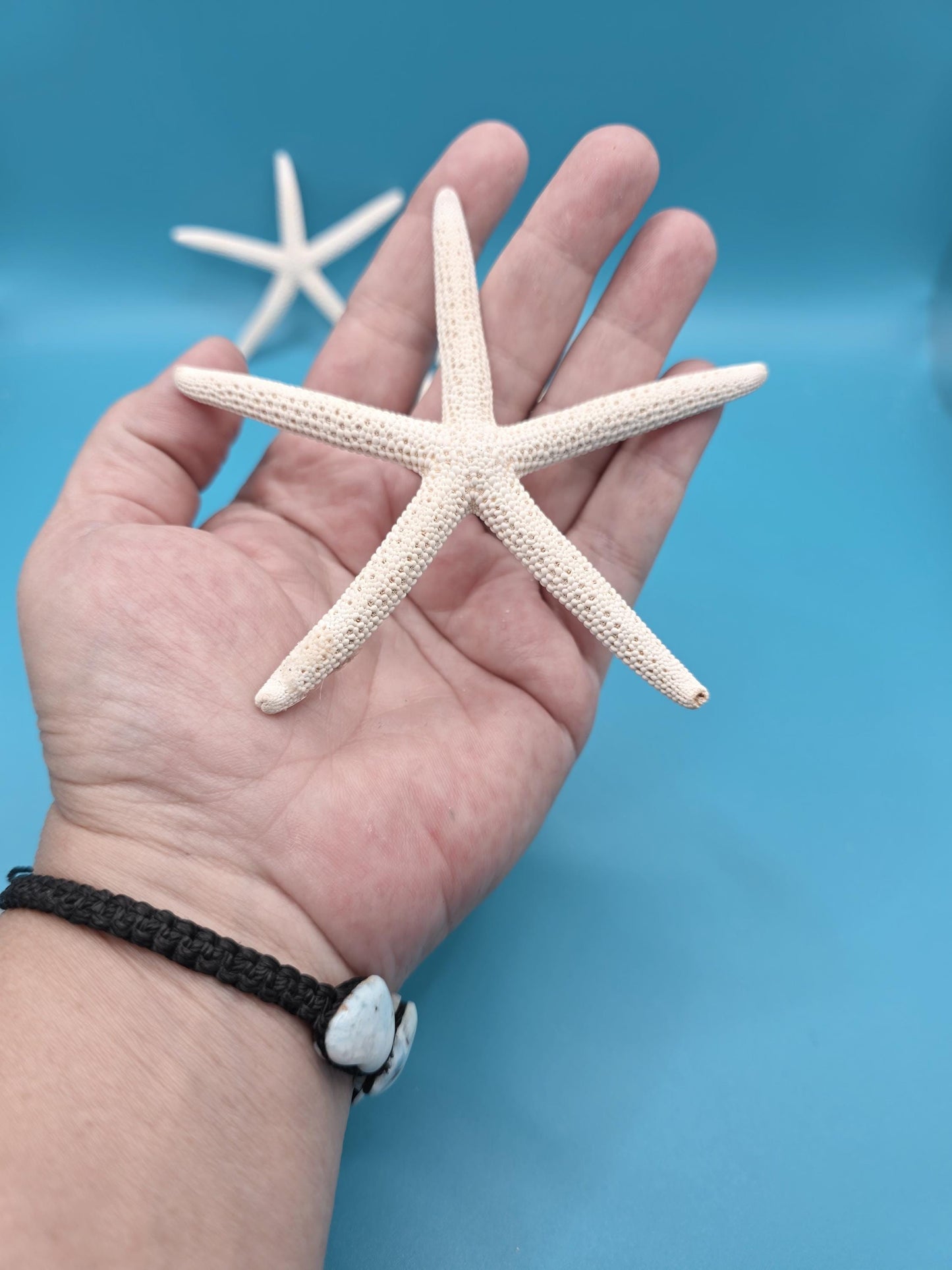 Pencil starfish 4-5 inches. Perfect to use as beach wedding decor or to add a touch of coastal paradise to your beach house or decor.