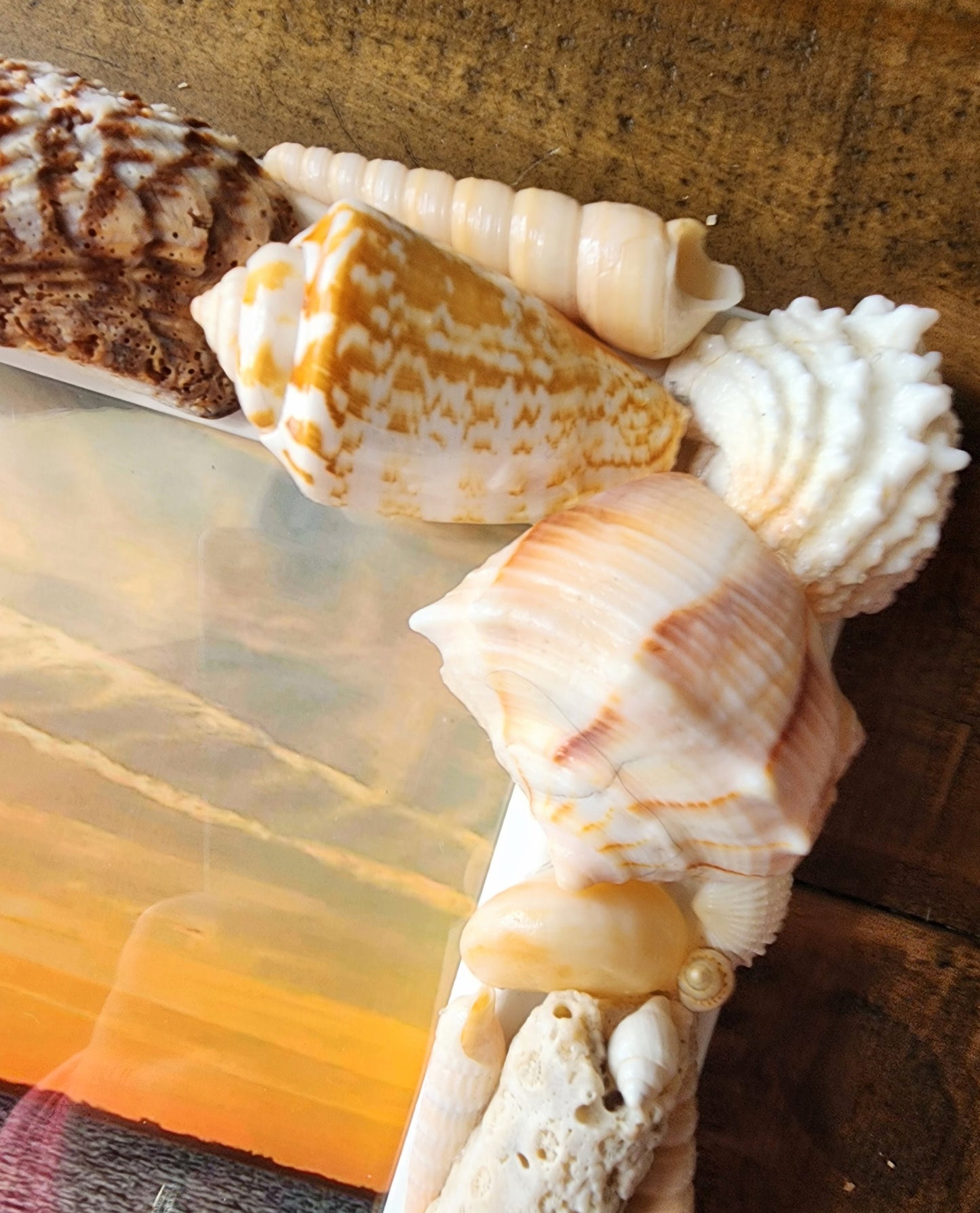 Seashell photo frame, 8"x10" coastal picture frame, beach house decor, beach wedding gift, housewarming gift, seashell art, tropical frame