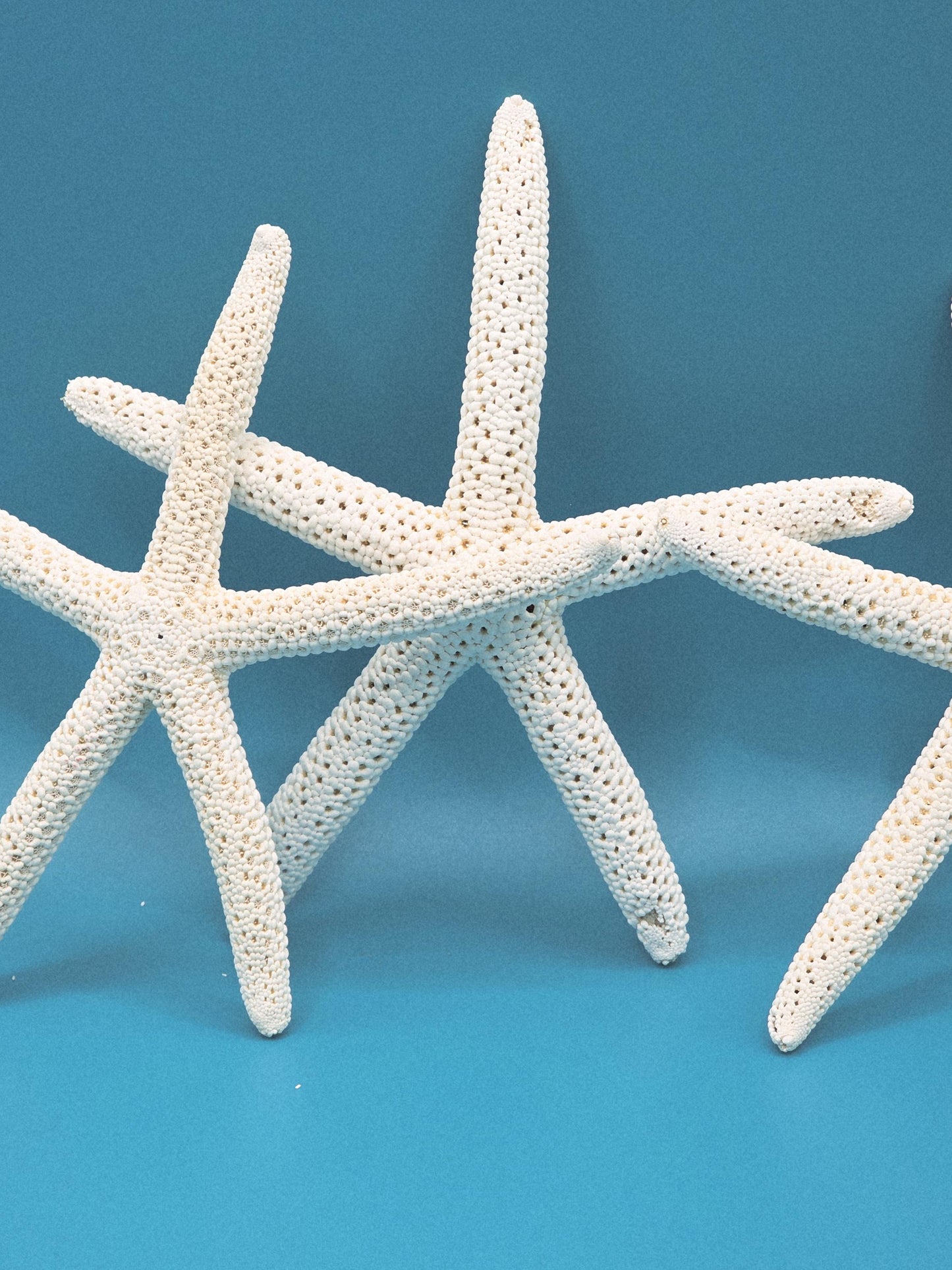 Pencil starfish 4-5 inches. Perfect to use as beach wedding decor or to add a touch of coastal paradise to your beach house or decor.