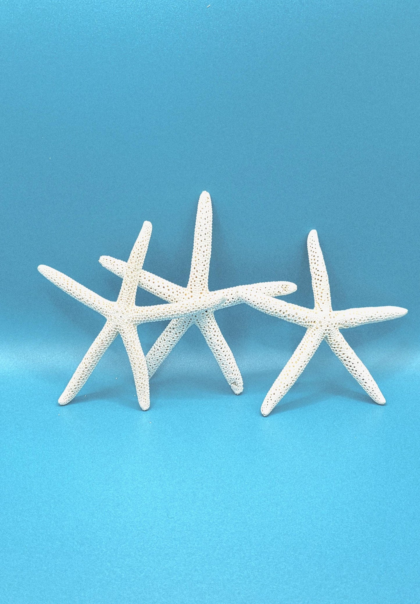 Pencil starfish 4-5 inches. Perfect to use as beach wedding decor or to add a touch of coastal paradise to your beach house or decor.