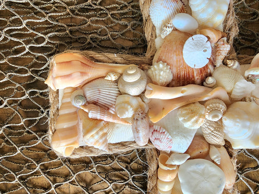 Coastal seashell cross 12x7 wall art.  Perfect for a beach wedding, wedding gift, housewarming gift, or to add to your beach house decor