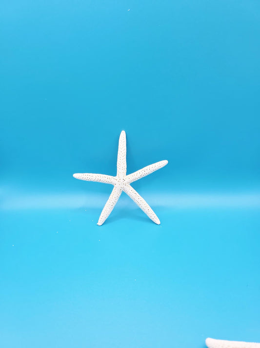Pencil starfish 4-5 inches. Perfect to use as beach wedding decor or to add a touch of coastal paradise to your beach house or decor.