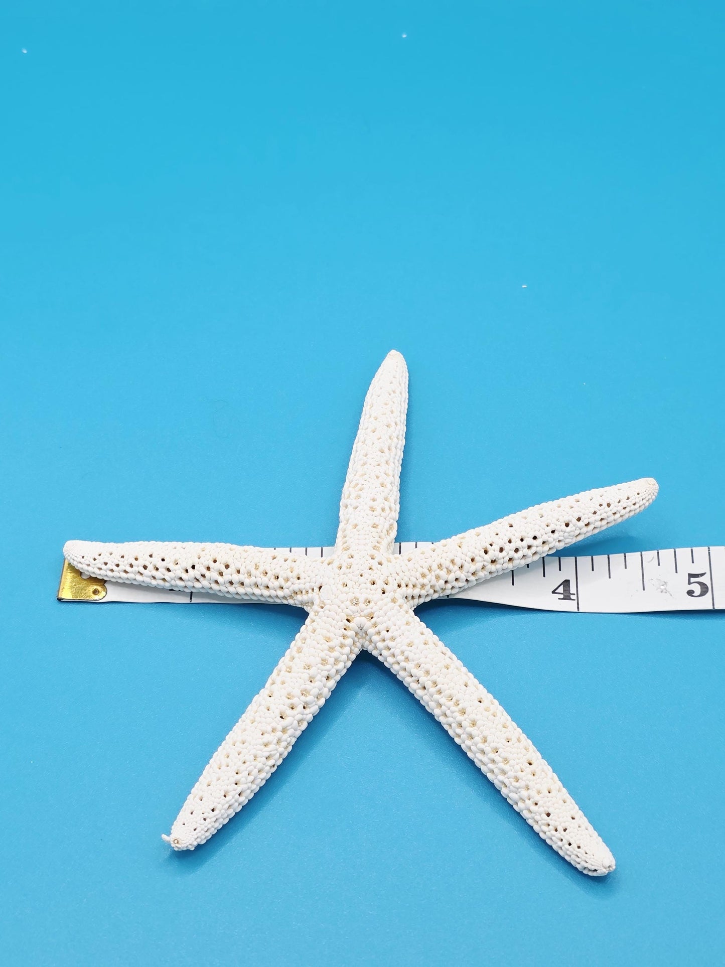 Pencil starfish 4-5 inches. Perfect to use as beach wedding decor or to add a touch of coastal paradise to your beach house or decor.